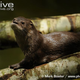 Illustration for article titled Monday Mustelid - Lontra longicaudis Edition